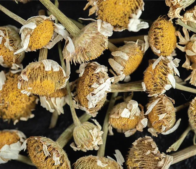 Achillea Millefolium Extract