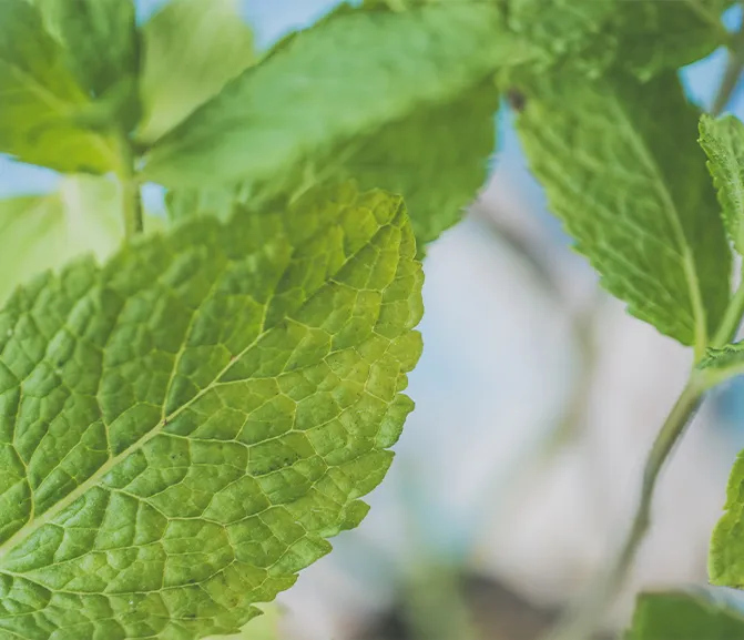 Shiso Leaf