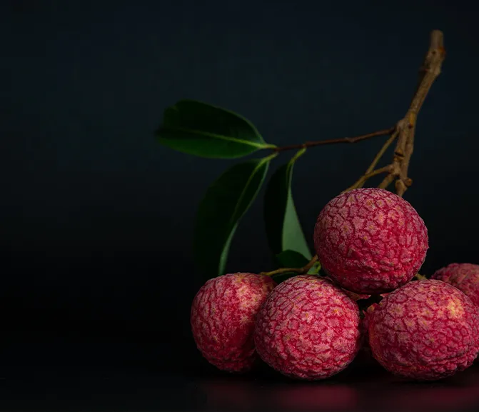 Maclura Cochinchinensis