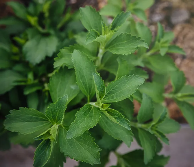Stevia Leaves
