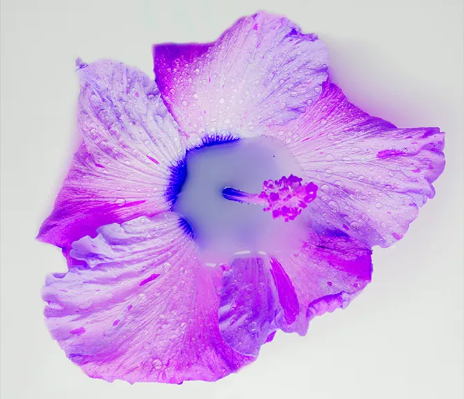 Nunatak Flower