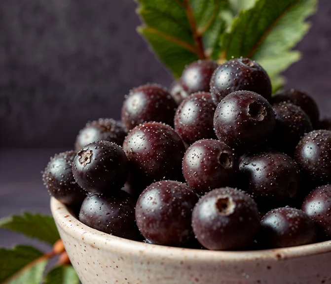 Elderberry Extract