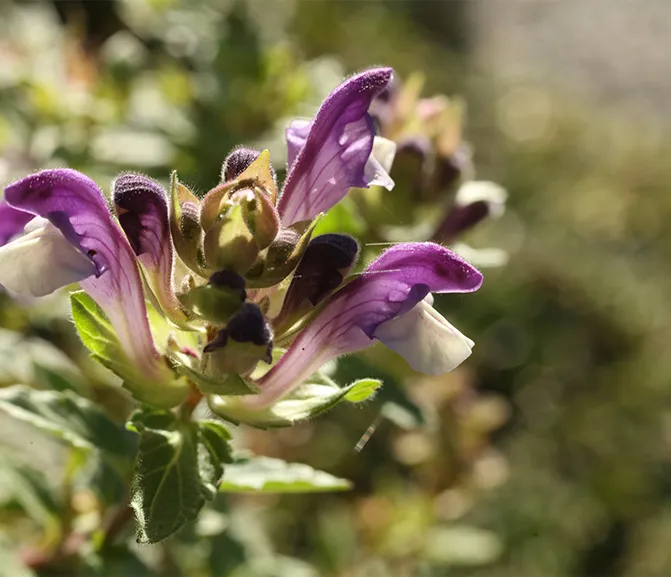 Scutellaria Baicalensis
