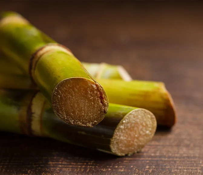 Sugarcane Squalane