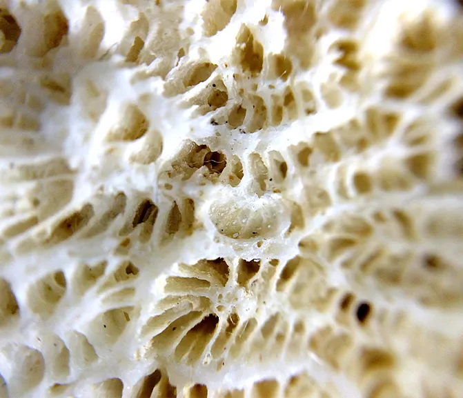 Northern Truffle