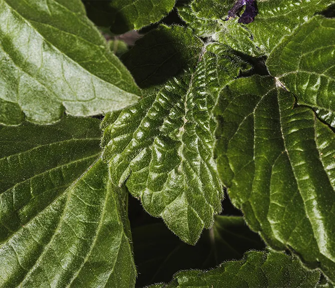 Marrubium Vulgare Extract